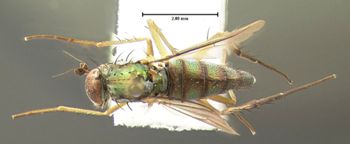 Media type: image;   Entomology 12963 Aspect: habitus dorsal view